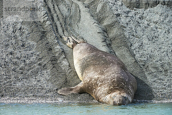 Südlicher Seeelefant (Mirounga leonina) schlafend am Wasser  nachdem er am Sandstrand zum Ufer hinuntergerutscht ist; Südgeorgien  Antarktis