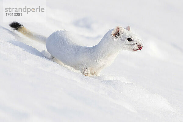 Ein Kurzschwanzwiesel (Mustela erminea)  getarnt in seinem weißen Winterfell  blickt auf die schneebedeckte Landschaft; Yellowstone National Park  Wyoming  Vereinigte Staaten von Amerika