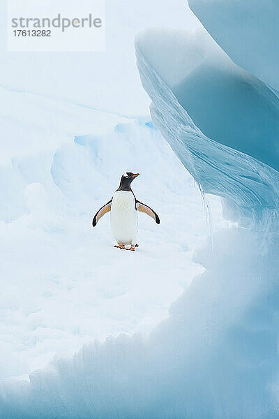 Ein Eselspinguin spaziert auf einem Eisberg auf Cuverville Island in der Gerlachstraße  Antarktis.