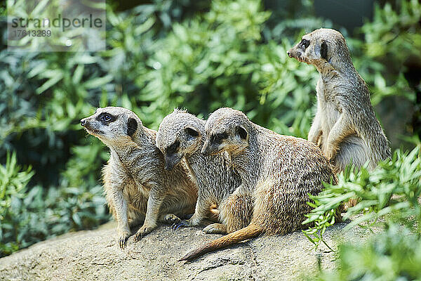 Porträt einer Gruppe von Erdmännchen (Suricata suricatta)  in Gefangenschaft; Bayern  Deutschland