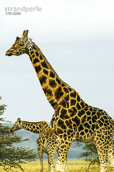 Rothschildgiraffen  Giraffa camelopardalis  Kenia; Lake Nakuru National Park  Rift Valley  Kenia.