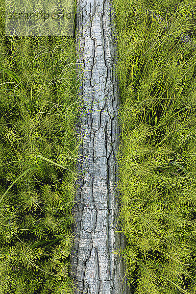 Nahaufnahme von wilden  grünen Graspflanzen auf einer Wiese mit einem alten umgestürzten Baumstamm in der Mitte im Sommer  Lower Yukon River; Mountain Village  Westalaska  Alaska  Vereinigte Staaten von Amerika