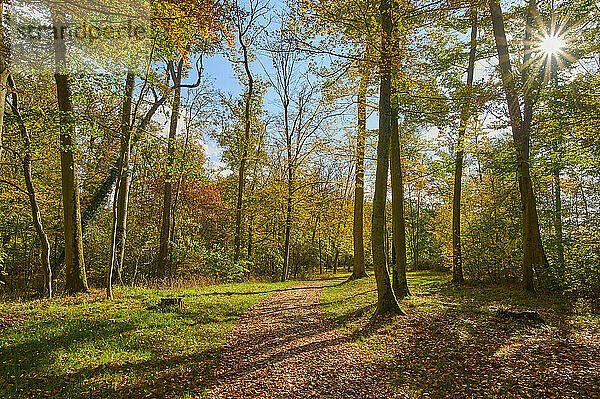 Wanderweg an einem schönen Herbstmorgen; Odenwald  Hessen  Deutschland