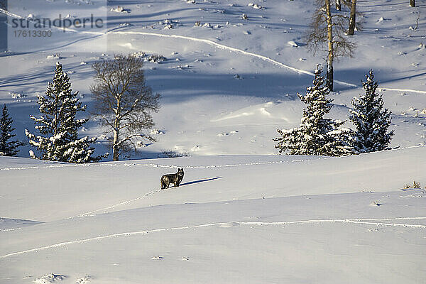 Ein einsamer Wolf (Canis lupus) hält inmitten eines verschneiten Feldes mit Tierspuren an einem sonnigen Tag an  um in die Kamera zu schauen; Yellowstone National Park  Vereinigte Staaten von Amerika