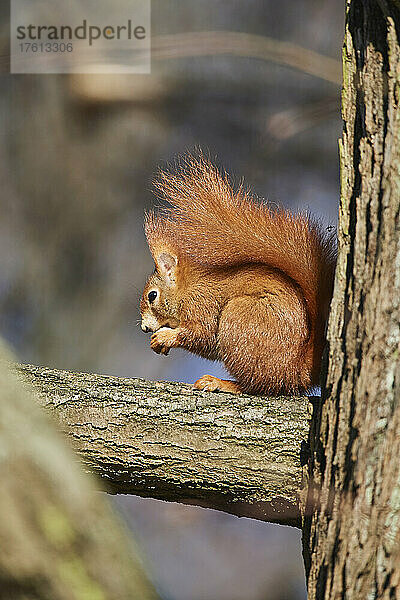 Rotes Eichhörnchen (Sciurus vulgaris) auf einem Ast  der eine Nuss frisst; Bayern  Deutschland