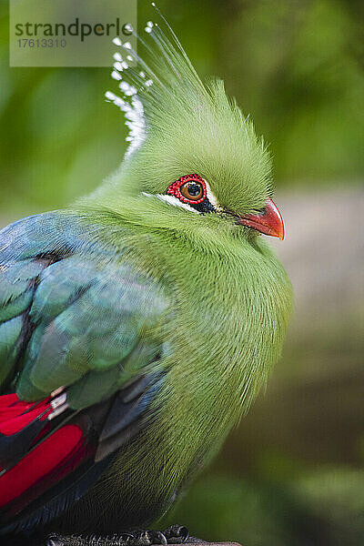 Schalow's Turaco (Tauraco schalowi)  ein frugivorer Vogel  Monkeyland Primate Sanctuary and Birds of Edenn  in der Nähe von Pletteberg Bay  Südafrika; Südafrika