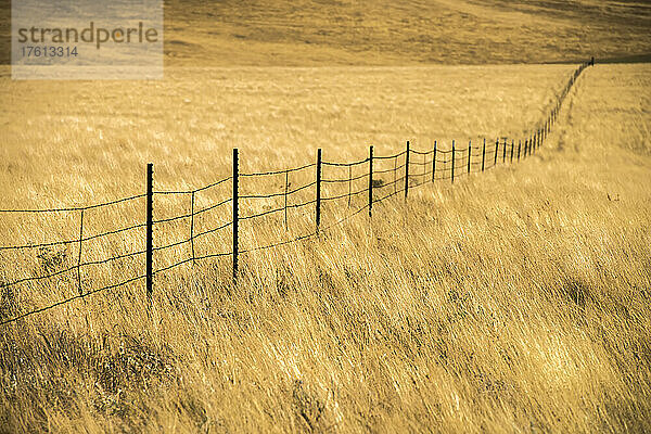 Pfosten und Stacheldrahtzaun durch das goldene Gras der offenen Landschaft; Montana  Vereinigte Staaten von Amerika