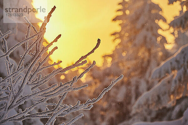 Gefrorene Fichte (Picea abies) bei Sonnenaufgang auf dem Arber  Bayerischer Wald; Bayern  Deutschland