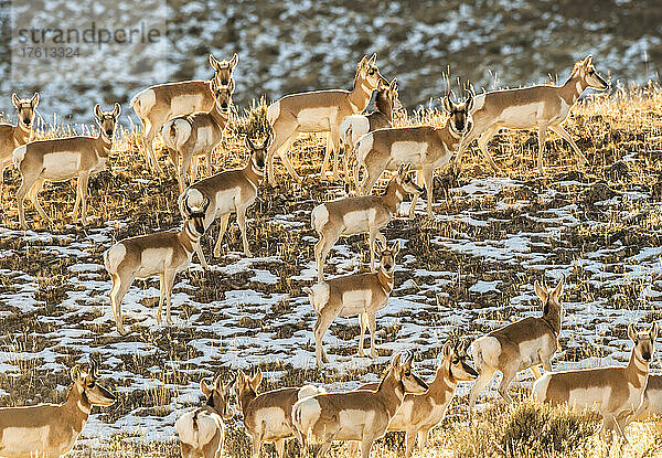 Eine Herde von Gabelbockantilopen (Antilocapra americana) steht auf einem grasbewachsenen Plateau  das von Schnee bedeckt ist  im goldenen Sonnenlicht; Yellowstone National Park  Vereinigte Staaten von Amerika