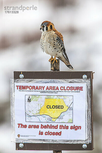 Ein amerikanischer Turmfalke (Falco sparverius) sitzt auf einem Schild  das die Öffentlichkeit über eine vorübergehende Sperrung in einem bestimmten Gebiet des Nationalparks informiert; Yellowstone National Park  Vereinigte Staaten von Amerika