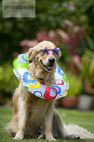 Golden Retriever Hund mit Sonnenbrille und Schlauch  bereit für den Strand; Paia  Maui  Hawaii  Vereinigte Staaten von Amerika