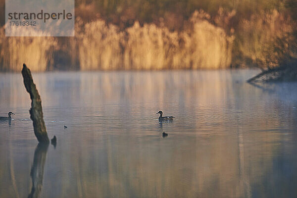 Stockente (Anas platyrhynchos)  weiblich  schwimmend auf einem See; Bayern  Deutschland