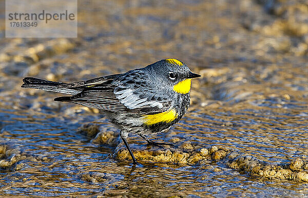 Nahaufnahme eines Gelbbürzel-Waldsängers (Dendroica coronata) bei der Nahrungssuche in den thermischen Abflusskanälen bei Mammoth Hot Springs; Yellowstone National Park  Vereinigte Staaten von Amerika