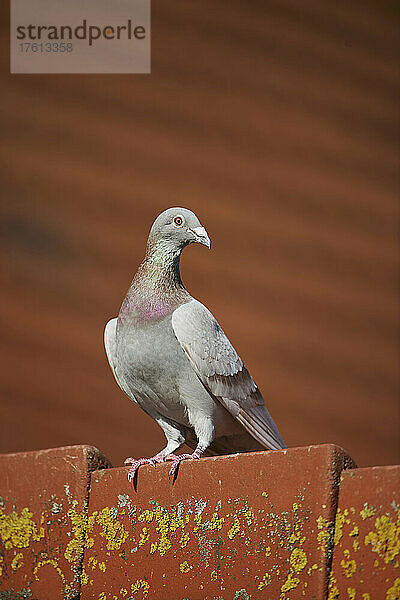 Haustaube (Columba livia domestica)  stehend auf einem Terrakotta-Ziegel eines Daches; Bayern  Deutschland