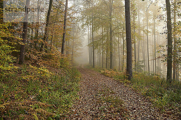 Fußweg an einem nebligen Herbstmorgen; Odenwald  Hessen  Deutschland