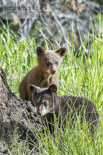 Porträt von zwei amerikanischen Schwarzbärenjungen (Ursus americanus)  einem schwarzen und einem zimtfarbenen  die im Gras neben einem Douglasienbaumstamm (Pseudotsuga menziesii) im Yellowstone-Nationalpark sitzen. Der Amerikanische Schwarzbär ist eine von acht Bärenarten auf der Welt und eine von drei auf dem nordamerikanischen Kontinent; Vereinigte Staaten von Amerika