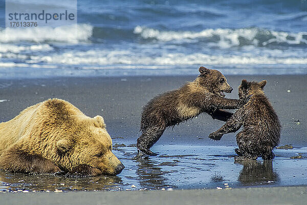 Braunbärenjunge Zwillinge (Ursus arctos) spielen am Strand in der Nähe der Wasserkante  während die Bärenmutter in der Nähe ruht; Katmai National Park  Alaska  Vereinigte Staaten von Amerika