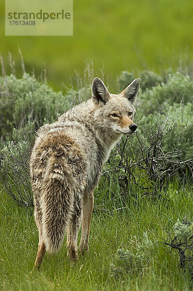 Blick von hinten auf einen Kojoten (Canis latrans)  der im Gras steht und über seine Schulter zurückblickt; Yellowstone National Park  Vereinigte Staaten von Amerika