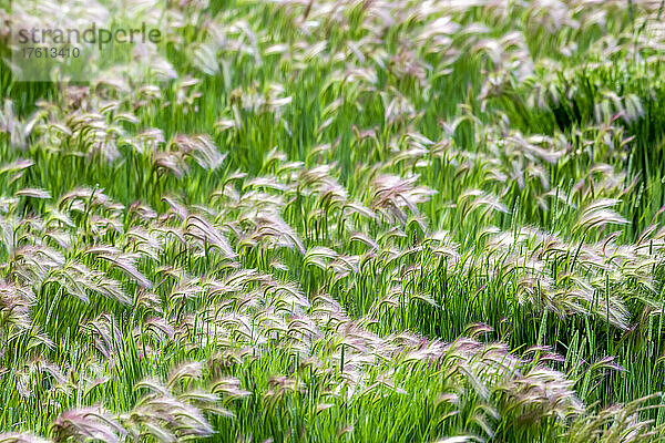 Feld mit Fuchsschwanzgerstengras (Hordeum jubatum)  das sich im Wind biegt; Montana  Vereinigte Staaten von Amerika