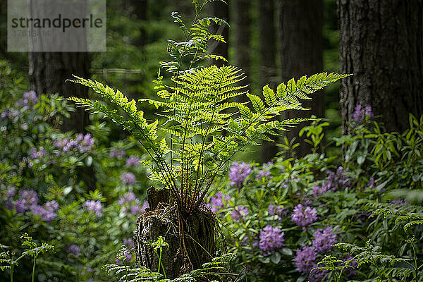 Farnpflanze mit sonnenbeschienenen Wedeln und freigelegten Wurzeln in einem Wald mit blühenden Pflanzen; Alnwick  Northumberland  England