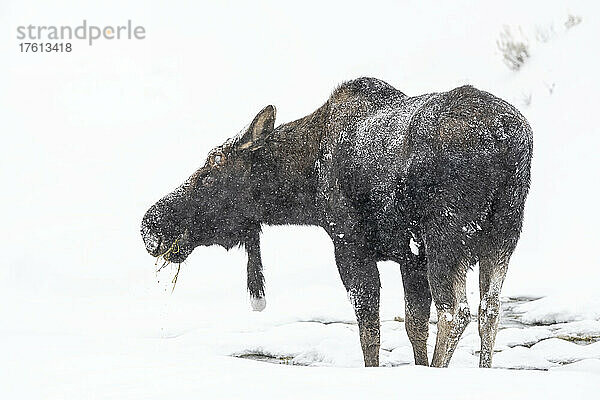 Blick von hinten auf einen frostbedeckten Elchbullen (Alces alces)  der im Schnee steht und Gras frisst; Yellowstone National Park  Wyoming  Vereinigte Staaten von Amerika