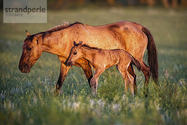 Pferd und Fohlen aus der Gila-Herde  die spanischen Ursprungs sind und mit den spanischen Konquistadoren nach Nordamerika kamen. Sie wurden von Karen Sussman und der International Society for the Protection of Mustangs and Burros gerettet. Die Herde bestand aus 31 Pferden  als sie in Arizona gesammelt wurde  und ist in den letzten sieben Jahren auf über 80 Pferde angewachsen; Lantry  South Dakota  Vereinigte Staaten von Amerika