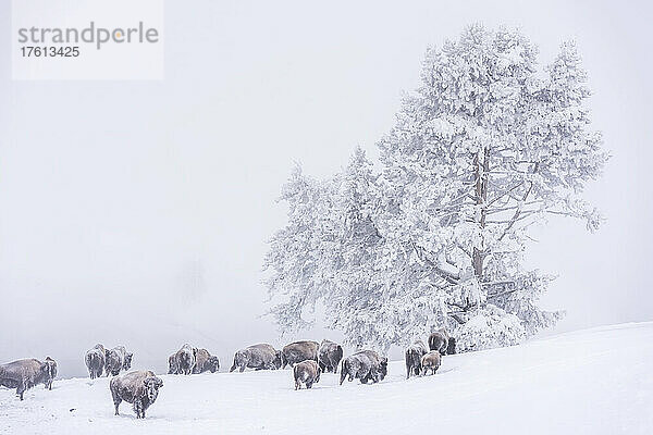 Eine Herde schneebedeckter Bisons (Bison bison)  die in einem Schneesturm im Yellowstone National Park grasen; Vereinigte Staaten von Amerika