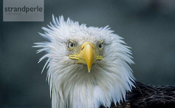 Nahaufnahme eines Weißkopfseeadlers (Haliaeetus leucocephalus) mit vom Wind zerzausten Federn; Alaska  Vereinigte Staaten von Amerika