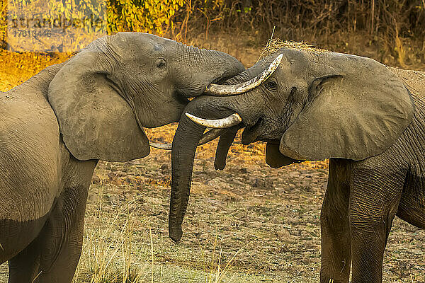 Zwei afrikanische Buschelefanten (Loxodonta africana) reiben zärtlich ihre Gesichter aneinander; South Luangwa National Park  Sambia
