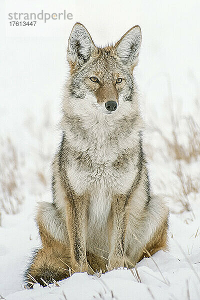 Porträt eines Kojoten (Canis latrans)  der auf einem schneebedeckten Feld sitzt und über die winterliche Landschaft wacht; Vereinigte Staaten von Amerika