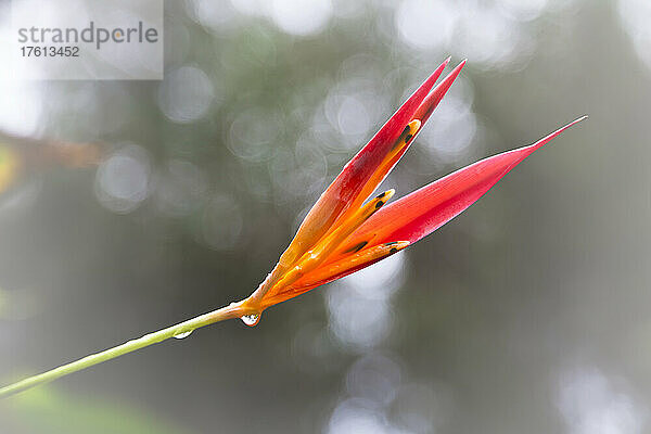 Blume  Maui  Hawaii  USA