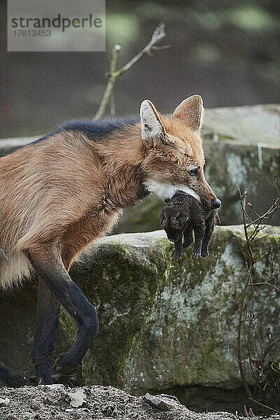 Mähnenwolf (Chrysocyon brachyurus) mit einem kleinen Jungen  in Gefangenschaft; Deutschland