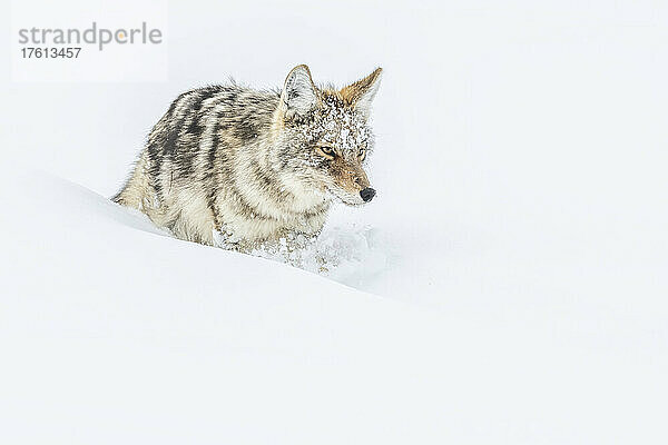 Kojote (Canis latrans) mit schneebedecktem Gesicht  der im Schnee läuft; Montana  Vereinigte Staaten von Amerika