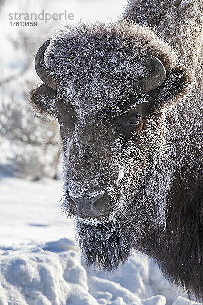 Porträt eines frostbedeckten Bisons (Bison bison) im Yellowstone National Park; Wyoming  Vereinigte Staaten von Amerika