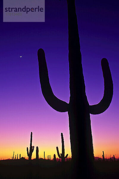 Sonoran-Wüste in der Dämmerung mit Saguaro-Kakteen und Mondsichel.