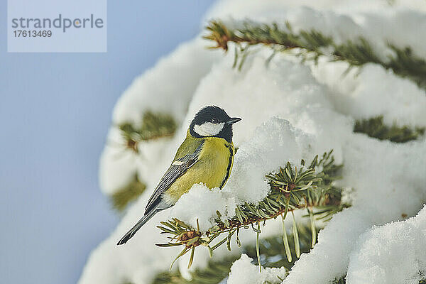 Kohlmeise (Parus major) auf einem verschneiten Ast; Bayern  Deutschland