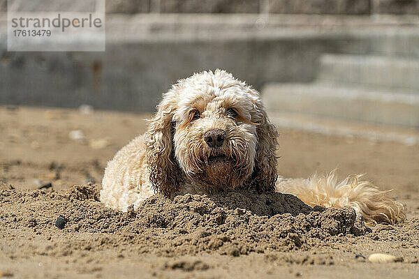 Porträt eines blonden Kakaduhhundes im Sand; Sunderland  Tyne and Wear  England