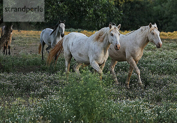 Mustang-Hengst im Wild Horse Sanctuary  Kalifornien  USA; Shingleton  Kalifornien  Vereinigte Staaten von Amerika