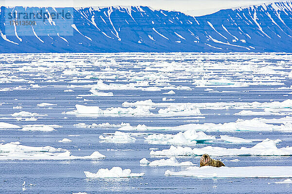 Ein Walross in einer arktischen Landschaft.
