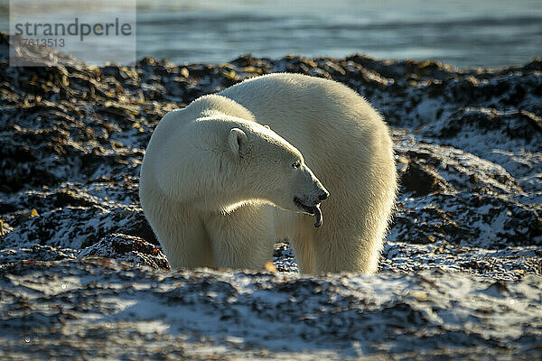 Eisbär (Ursus maritimus) auf Felsen  die Zunge herausstreckend; Arviat  Nunavut  Kanada