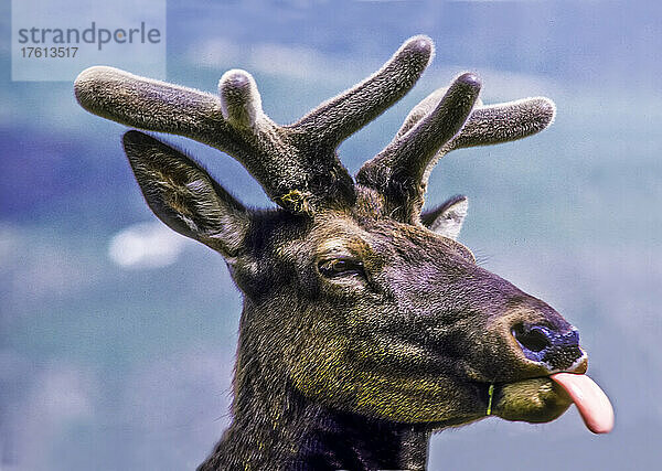 Porträt eines Elchbullen (Cervus canadensis) mit samtweichem Geweihwuchs  der sich mit herausgestreckter Zunge die Lippen leckt. Elchbullen werfen ihr Geweih im April ab und beginnen innerhalb einer Woche mit dem Wachstum eines neuen Geweihs; Yellowstone National Park  Vereinigte Staaten von Amerika