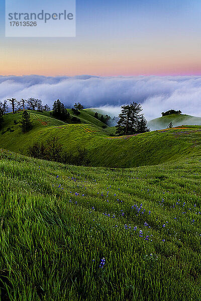 Nebelbänke  die vom Ozean heranziehen  während die Sonne unter ihnen untergeht  üppige Wiesen auf den sanften Hügeln im Vordergrund; Big Sur  Kalifornien  Vereinigte Staaten von Amerika