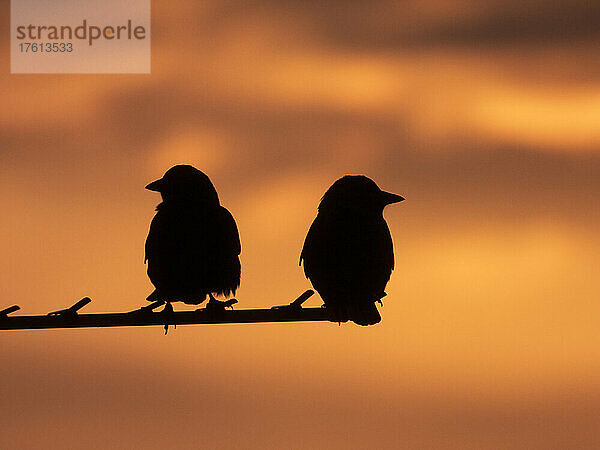 Zwei silhouettierte Vögel sitzen auf einem Ast vor einem leuchtenden Himmel bei Sonnenuntergang; South Shields  Tyne and Wear  England
