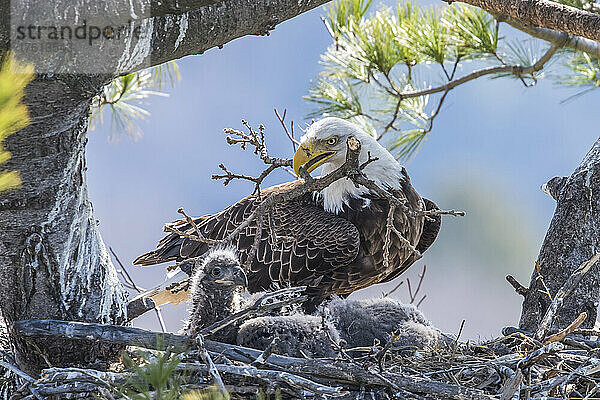 Ausgewachsener Weißkopfseeadler (Haliaeetus leucocephalus) mit Zweig im Schnabel beim Nestbau um Adlerküken in einem Kiefernbaum; Minnesota  Vereinigte Staaten von Amerika