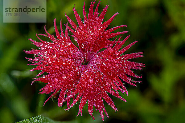 Eine rote Dianthusblüte blüht im Regen in Oregon; Astoria  Oregon  Vereinigte Staaten von Amerika