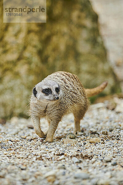 Porträt eines Erdmännchens oder Surikats (Suricata suricatta) in Gefangenschaft; Bayern  Deutschland