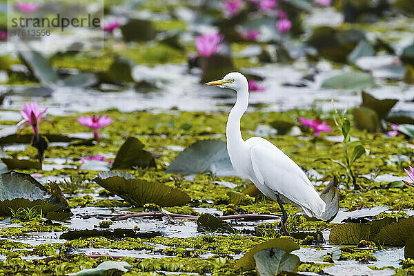 Schneereiher (Egretta thula) und blühende Lotusblumen (Nelumbo nucifera) auf dem Seerosenteich; Udon Thani  Thailand