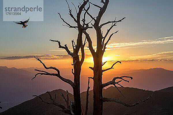 Great Basin Bristlecone Pines (Pinus longaeva) bei Sonnenuntergang mit einem Vogel im Flug über ihnen  Ancient Bristlecone Pine Forest; Bishop  Kalifornien  Vereinigte Staaten von Amerika