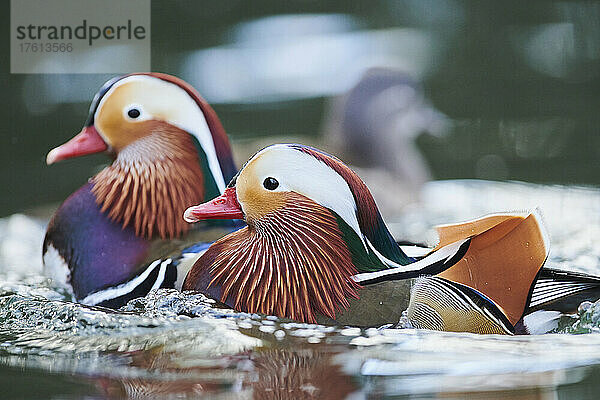 Männchen der Mandarinente (Aix galericulata) schwimmen auf einem See; Bayern  Deutschland