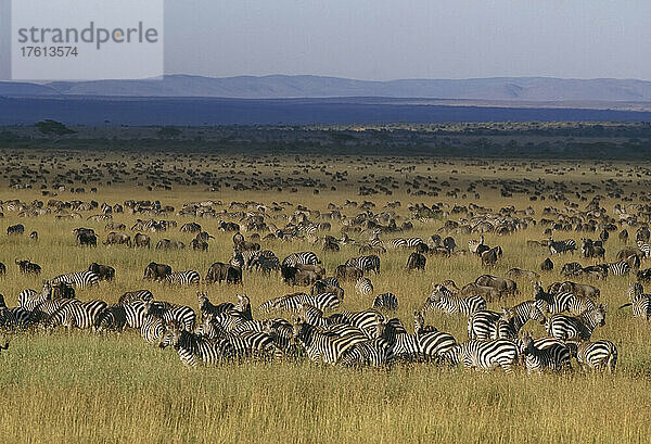 Zebra- und Gnuherden in der Serengeti; Serengeti  Tansania  Afrika.
